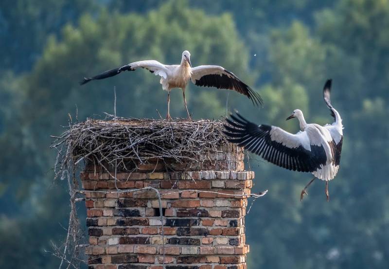 Professional Chimney Animal Removal Services in Sachse, Texas