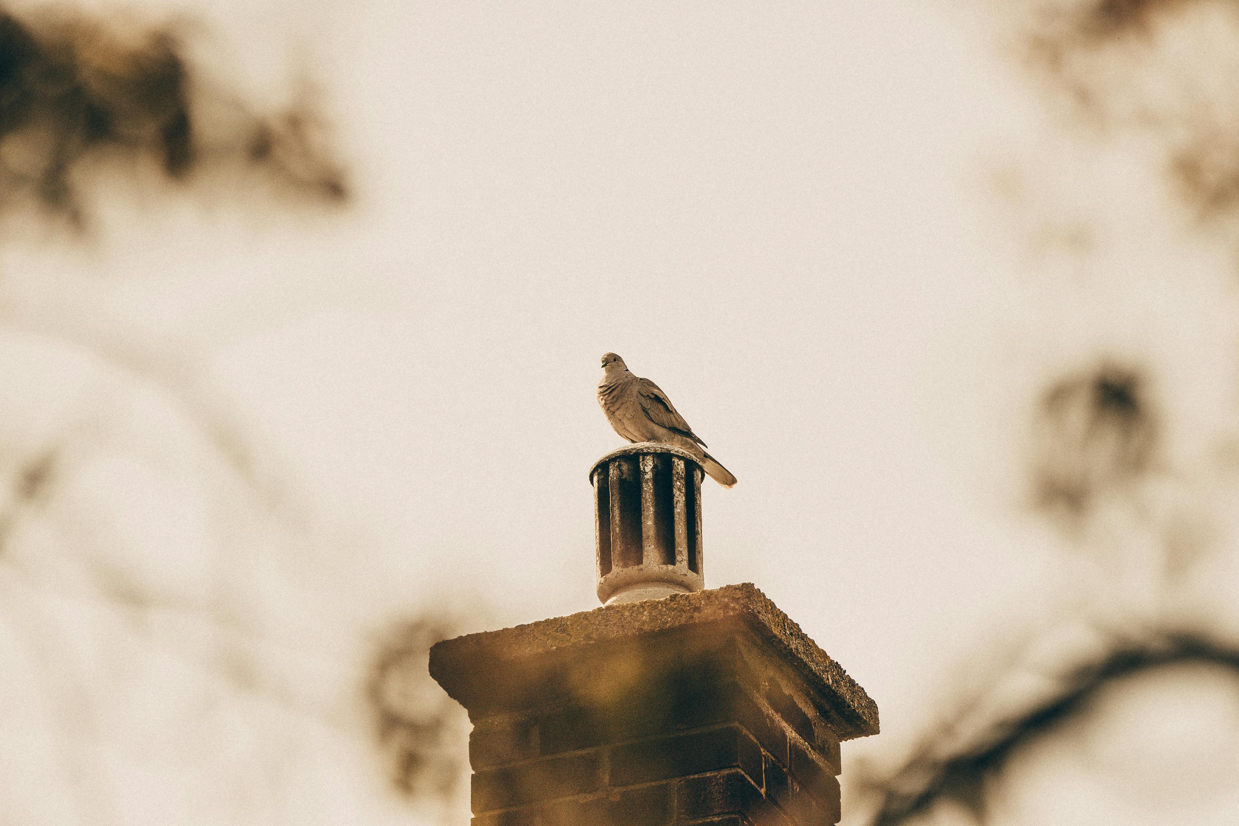 Quality Chimney Caps and Dampers Installation in Sachse, TX Professional Chimney Cap and Damper In Sachse Texas